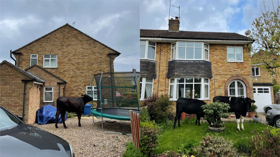 Cows on driveway