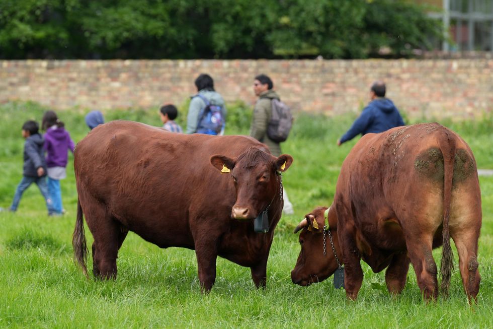 Cambridge cows get GPS collars to stop them from falling into river