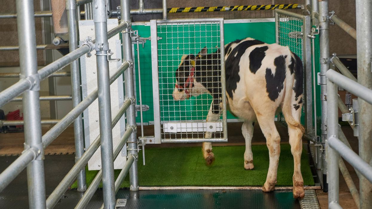 Cows were potty-trained in a bid to reduce ammonia emissions caused by waste (Leibnitz-Institut fur Nutztierbiologie Dummerstorf/PA)