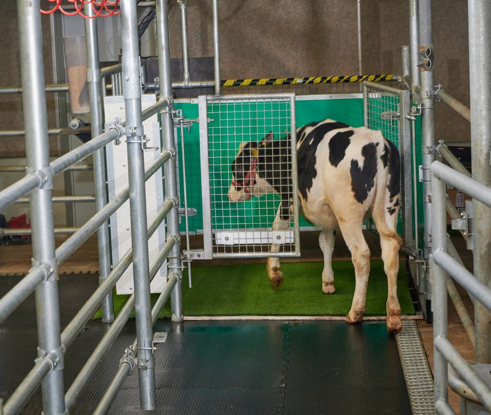 Cows were potty-trained in a bid to reduce ammonia emissions caused by waste (Leibnitz-Institut fur Nutztierbiologie Dummerstorf/PA)