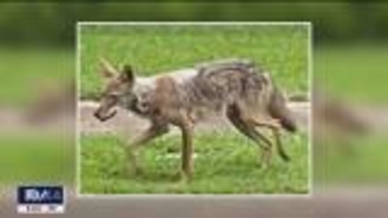 Family took home stray dog without realizing it was a coyote