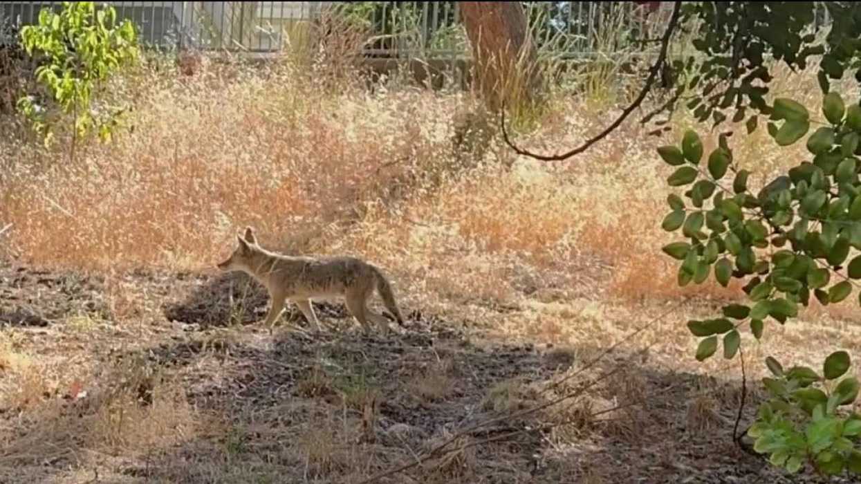 Coyote defies science by swimming two miles to Alcatraz