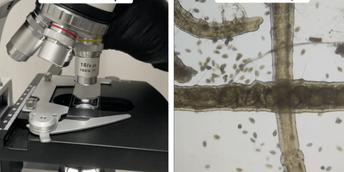 People vow to 'never drink again' after scientists examine tap water ...