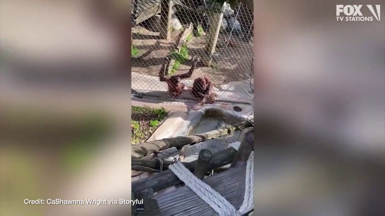 Cheeky orangutans have unexpected reaction to baby dropping bottle near enclosure