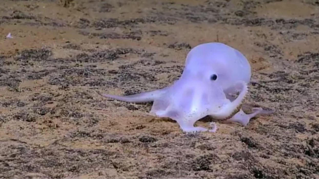 Creepy 'ghost octopus' baffles scientists off coast of Hawaii