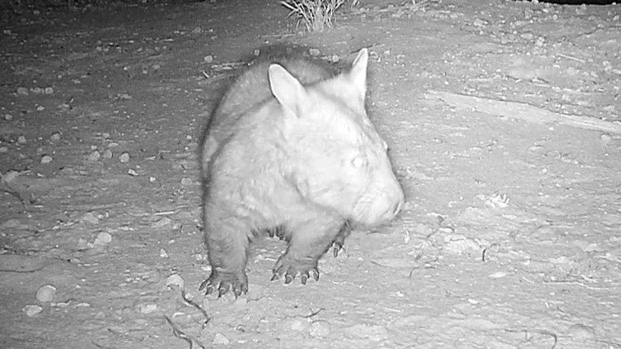 Influencer Sam Jones sparks outrage after snatching baby wombat away from its mother in Australia