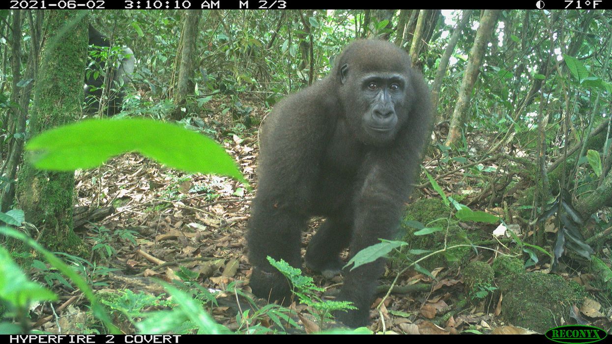 Cross River gorilla caught on camera trap (WCS Nigeria/PA)