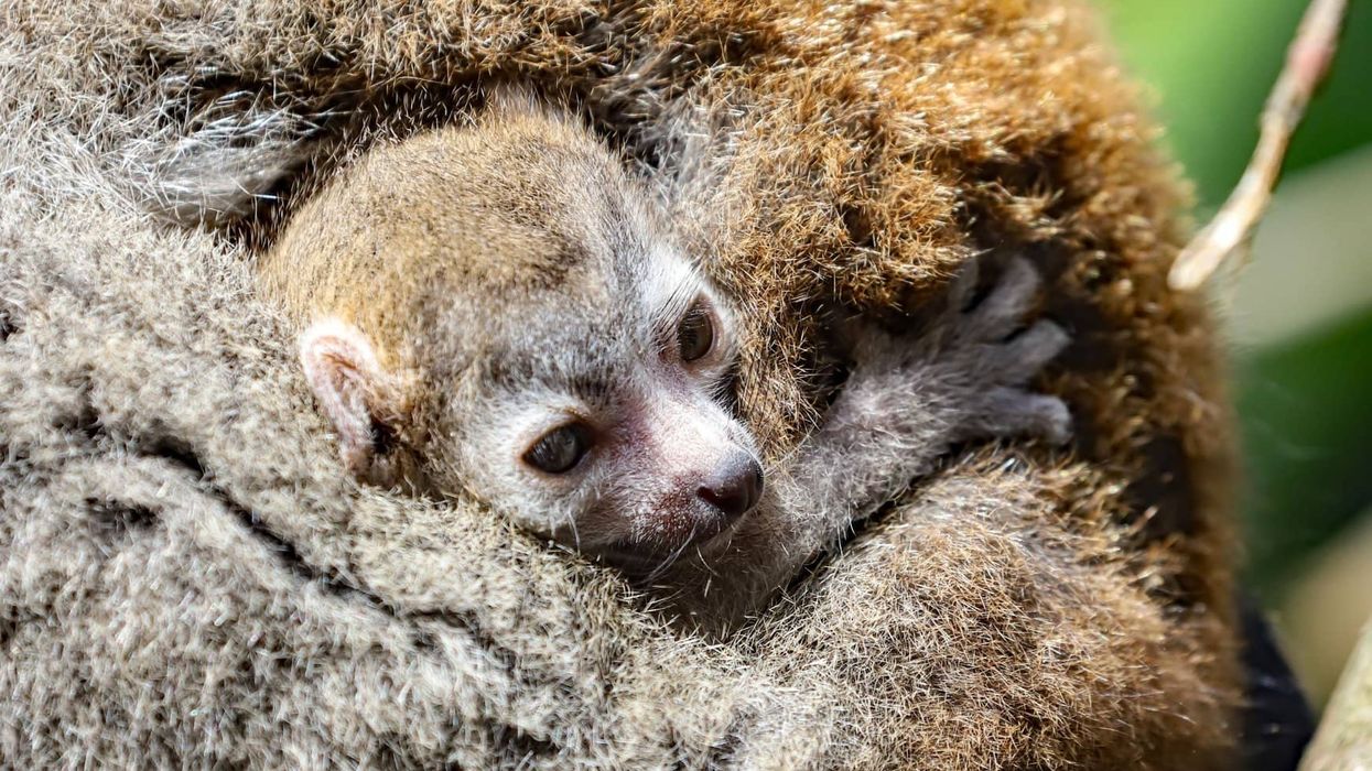 Crowned lemur baby born at Newquay Zoo