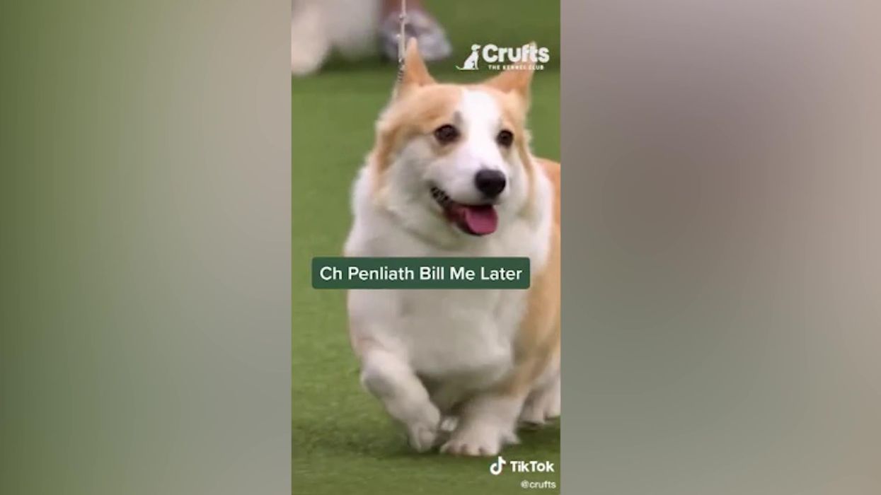 Crufts reveals some of the most bizarre dog names from the show