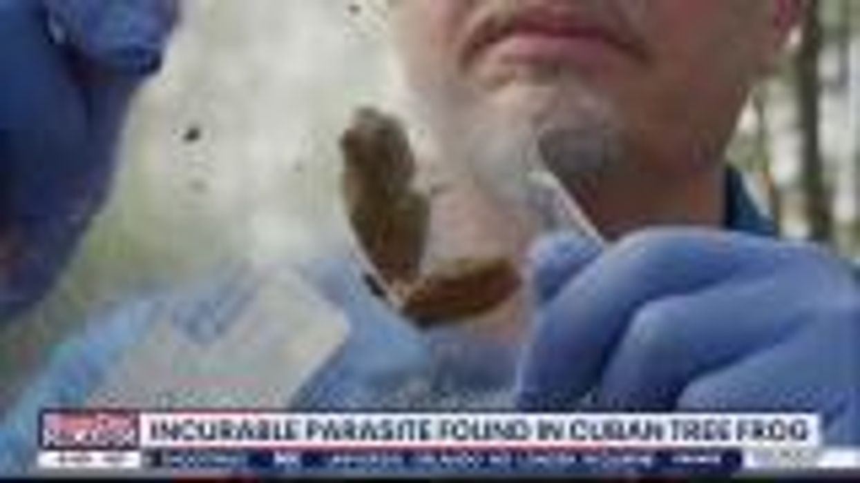 Cuban tree frogs in Florida could carry parasite that is potentially deadly to pets, humans