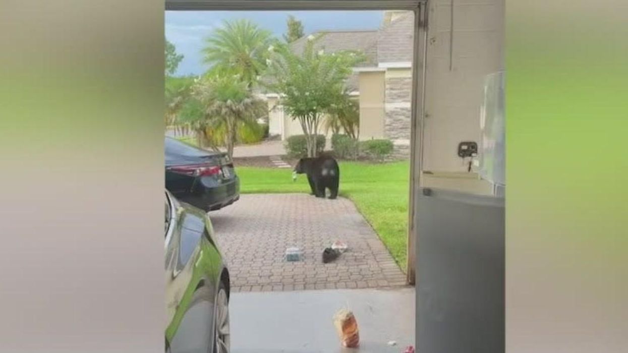 Moment curious bear grabs a snack from Florida homeowner's fridge