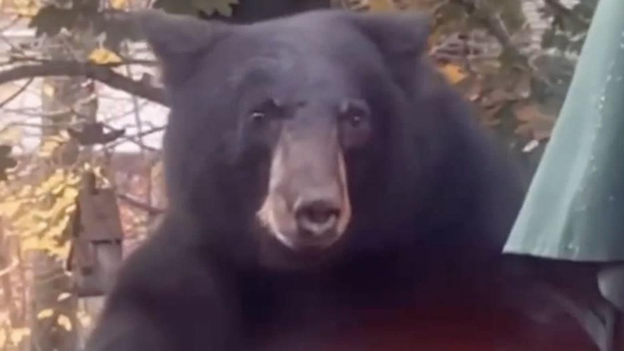 Curious black bear interrupts woman's backyard workout in nail-biting clip