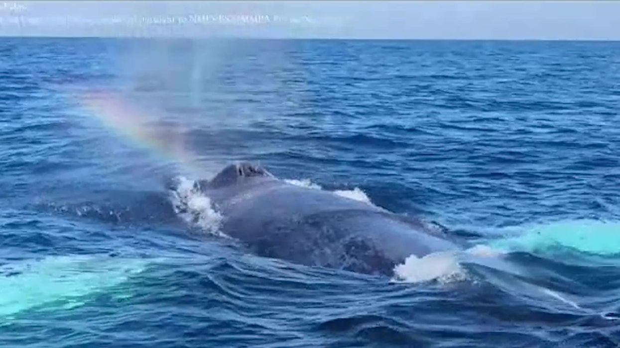 Two male humpback whales pictured having sex for the first time