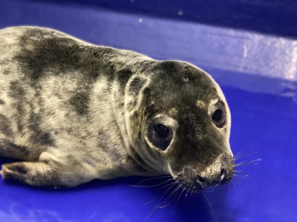 Injured seal pup found with heart drawn around him in the sand