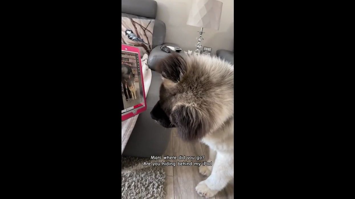 What does the Aegyo TikTok trend mean?