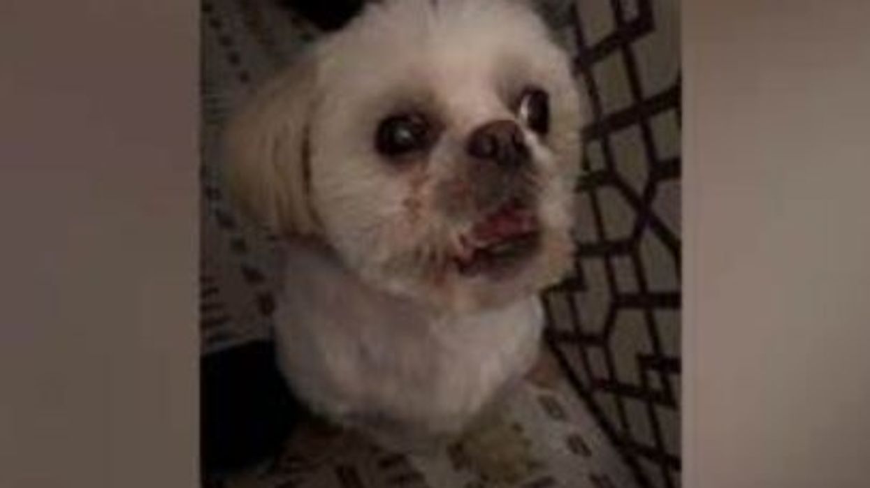 Adorable pup's terrifying bark compared to 'The Last of Us' monster