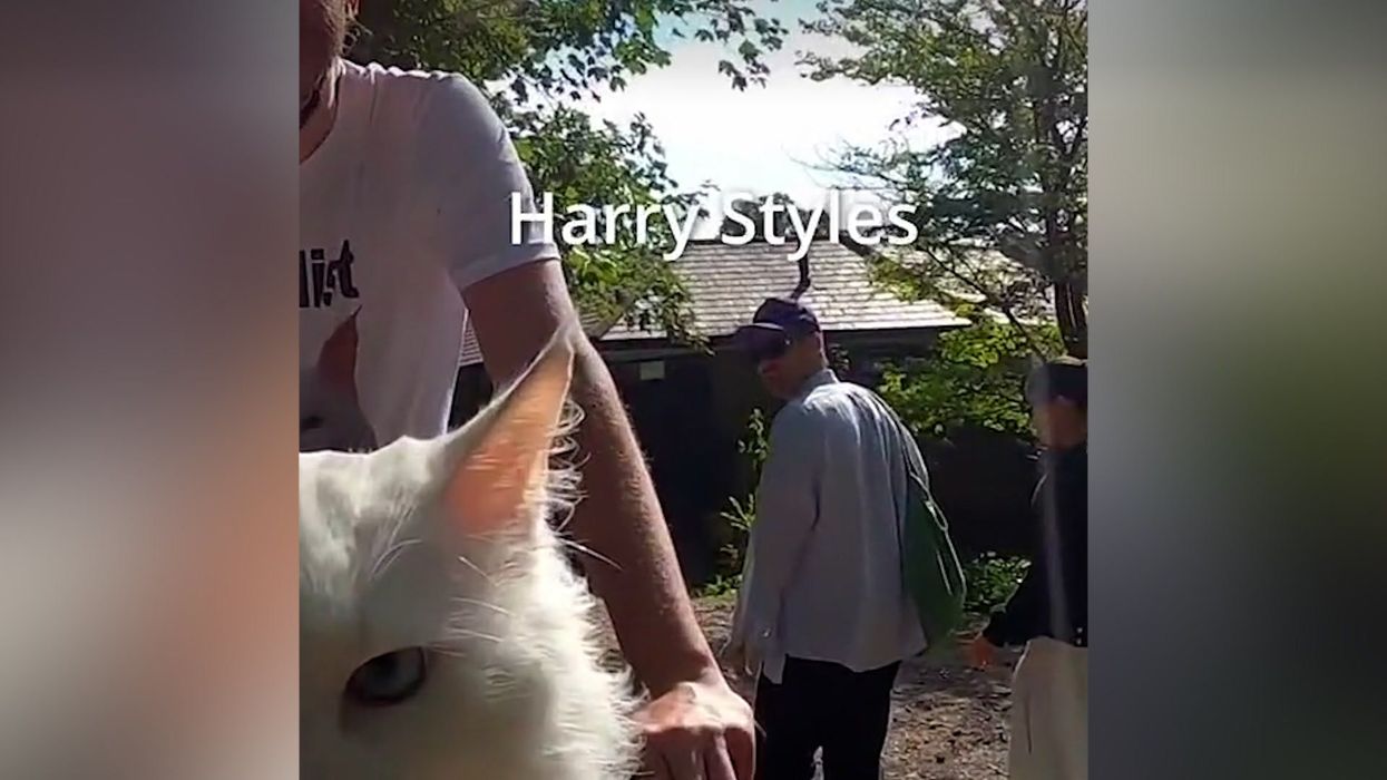 Cycling cat may have just confirmed Harry Styles' new relationship