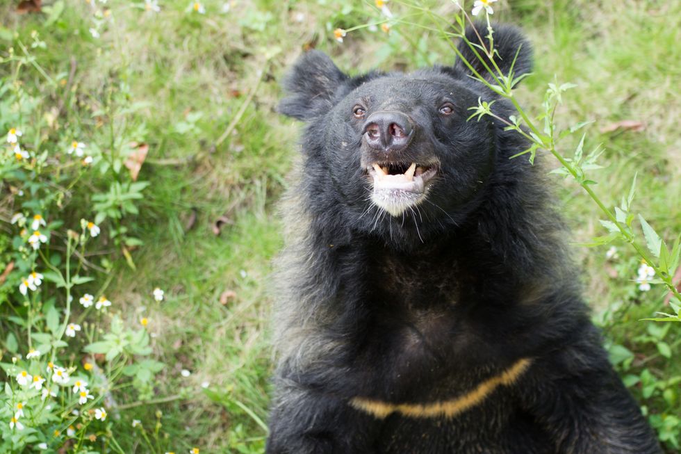Cyril Wolverine