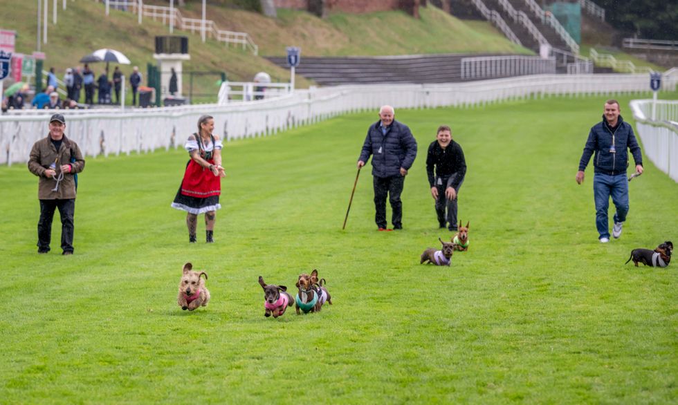 Dachshunds take to racecourse bidding to be crowned top dog
