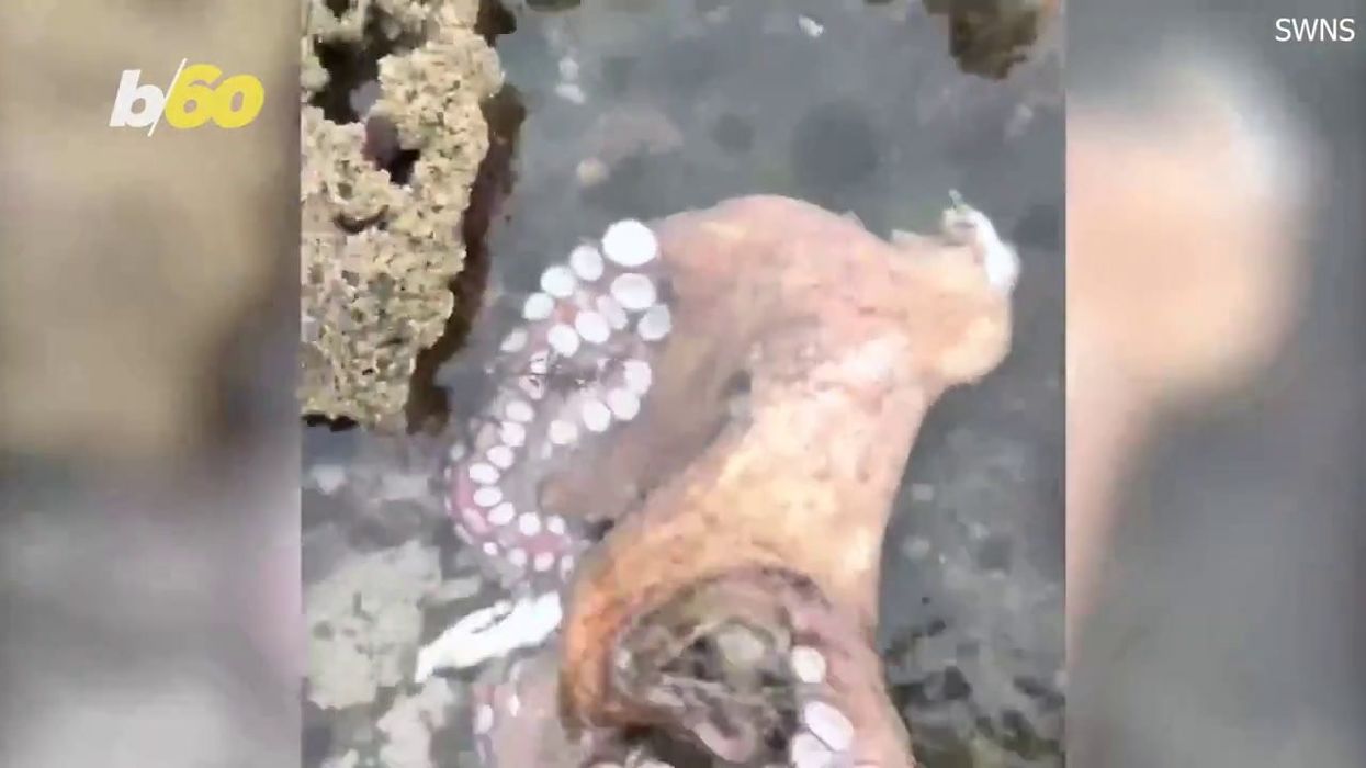 Dad divides social media after capturing octopus and cooking it in a stir fry