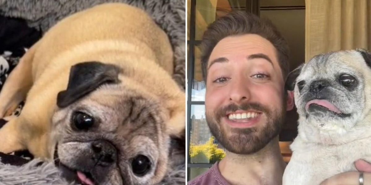 TikTok's Noodle the Pug has died aged 14 | indy100
