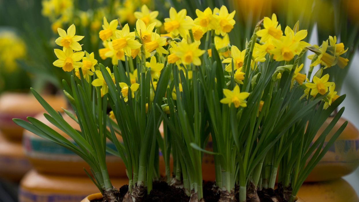Daffodils blooming in a pot (iStock/PA)