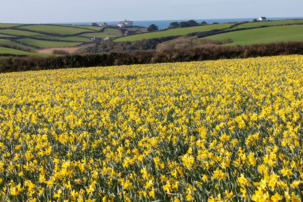 Thousands of foster carers to receive daffodils to mark Mother’s Day