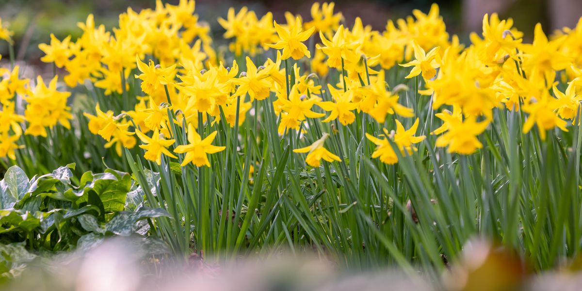 Warmer weather set to bring ‘welcome explosion’ of spring colour, RHS ...
