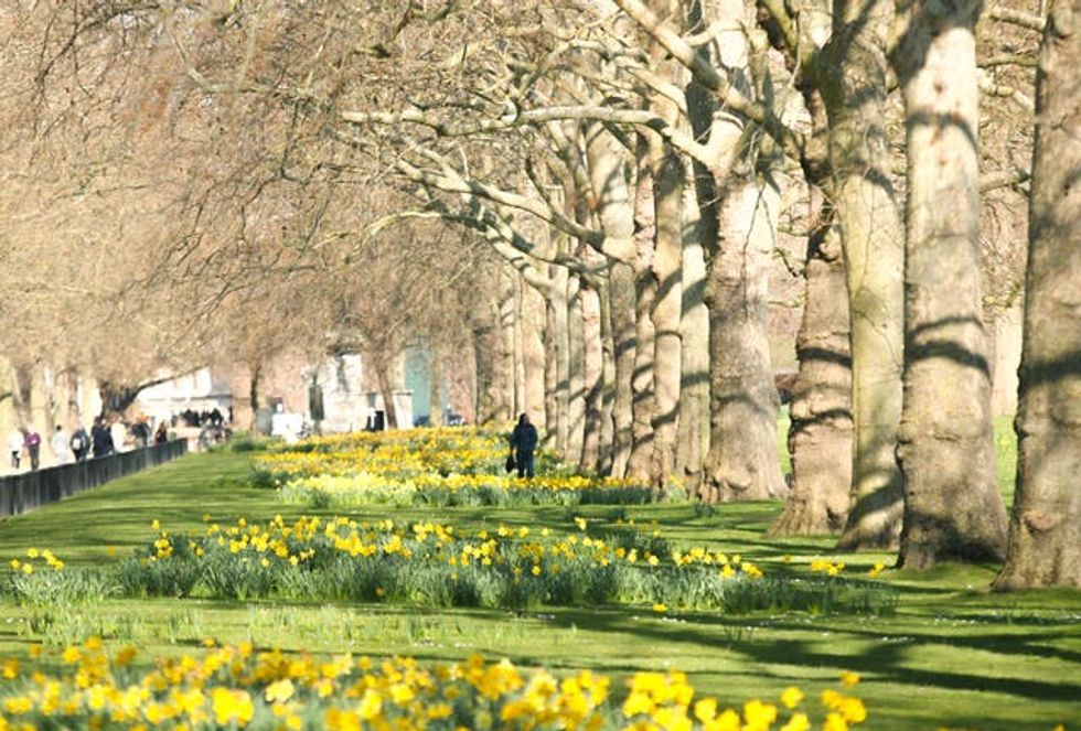 Daffodils line the roadside in St James\u2019 Park, central London