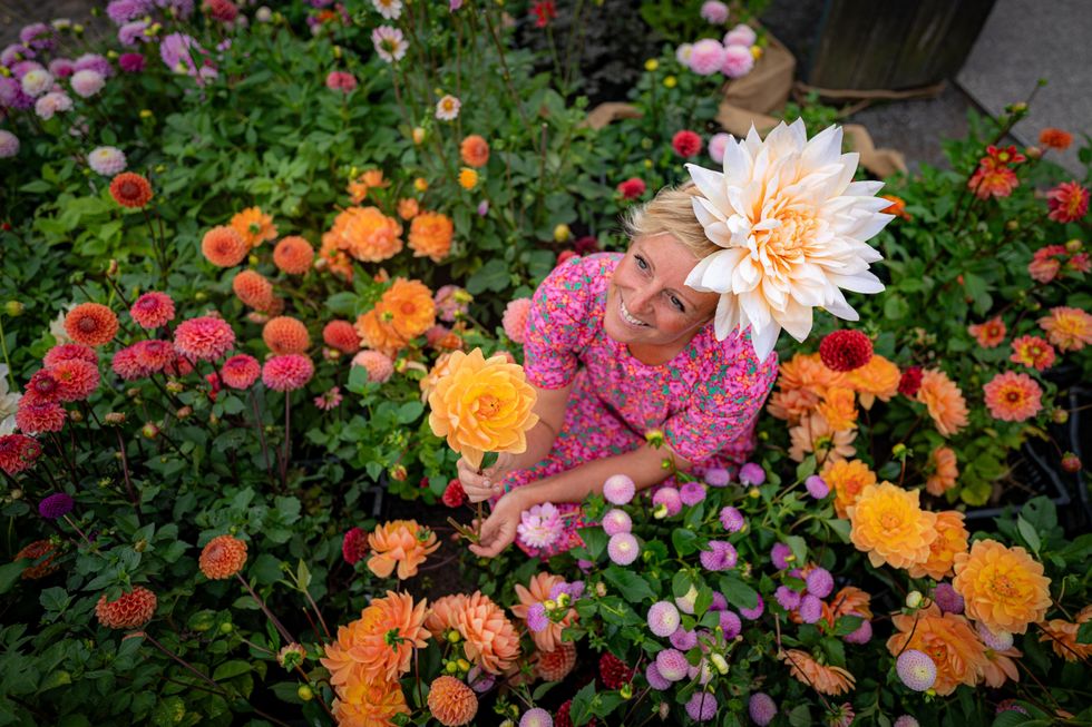 Victorian dahlia show recreated at Stonehenge with thousands of flowers