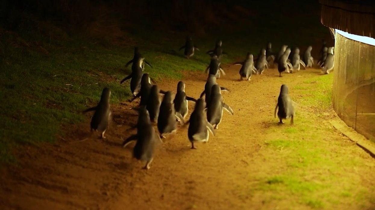Why are penguins getting 'divorced' at an alarming rate?