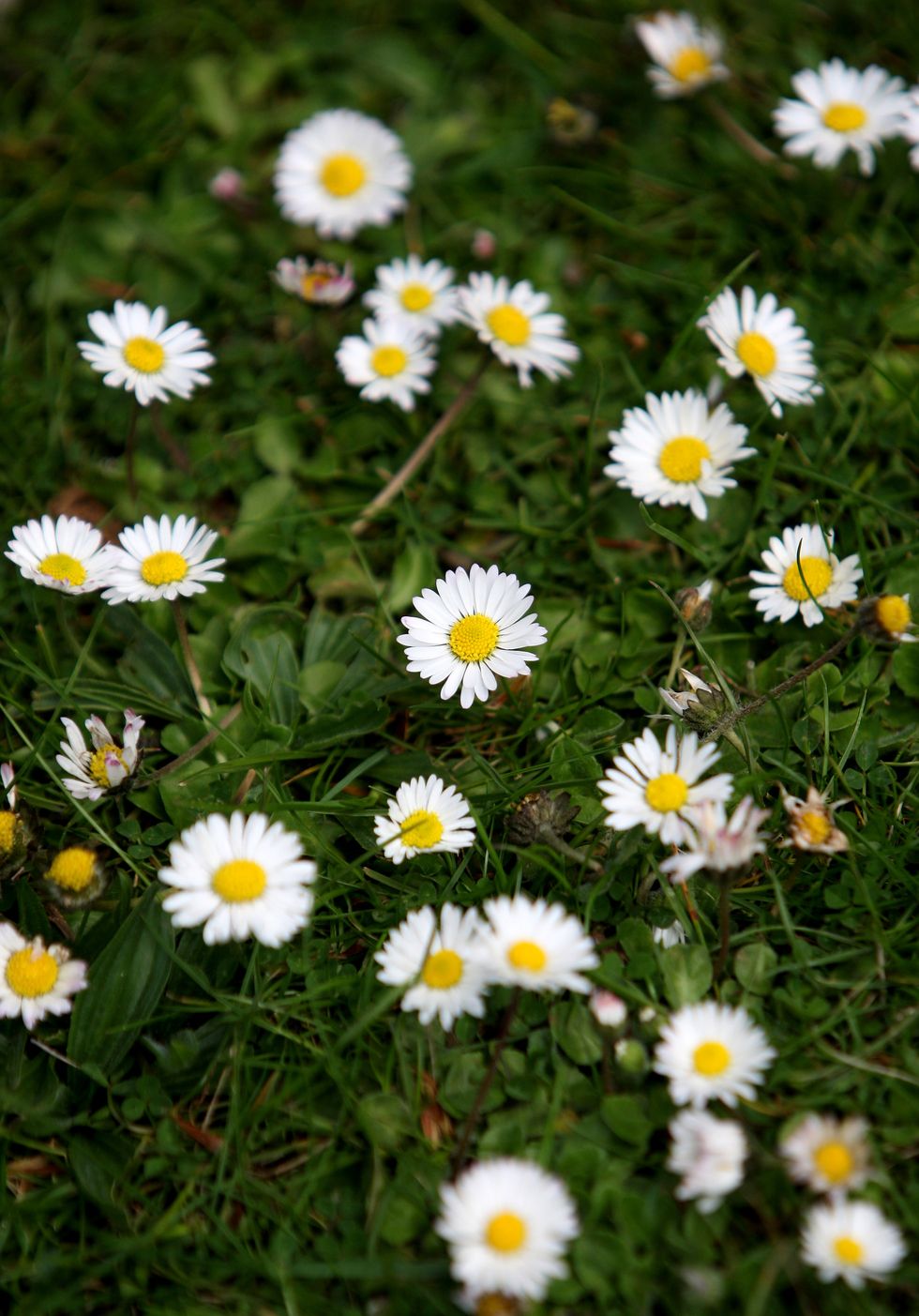 New dawn for lawns as people mow less and boost wildlife, charity says