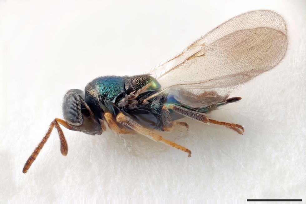 Newly discovered species of wasp named after Doctor Who’s Daleks