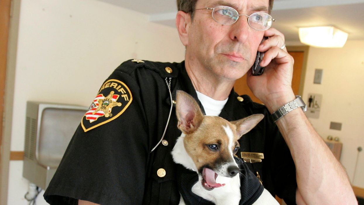 <p>Dan McClelland, 67, with his beloved chihuahua-rat terrier cross Midge</p>