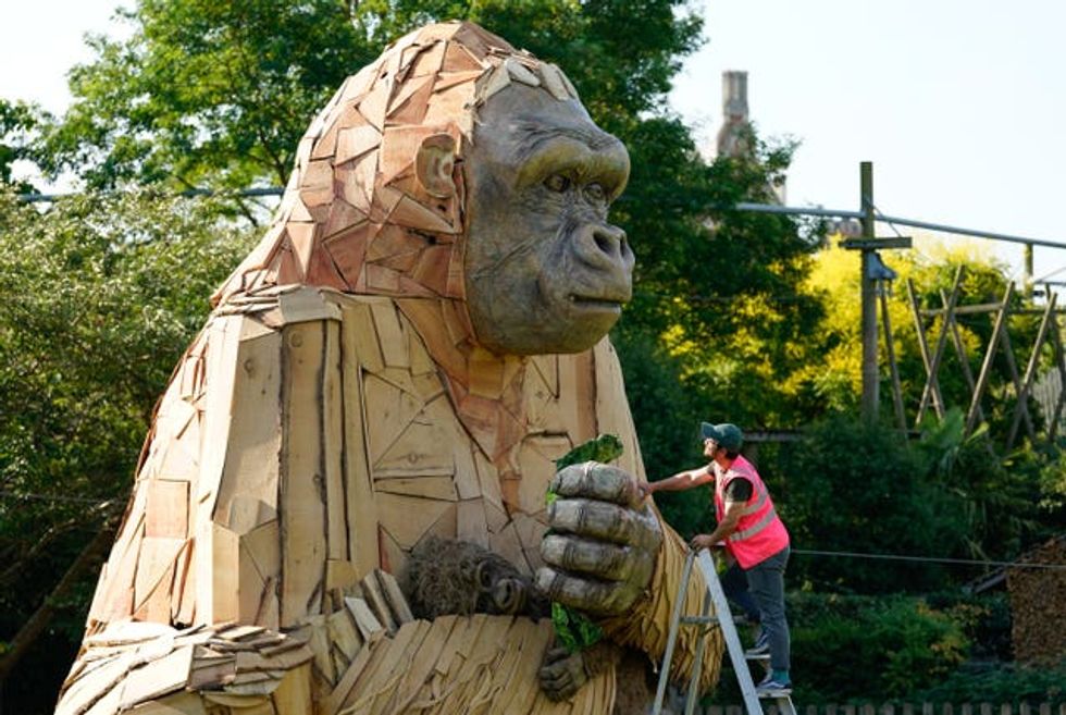 Dan McGavin, Design Director from Bakehouse Factory, inspects a giant interactive gorilla sculpture \u2018Wilder\u2019, during it\u2019s unveiling to mark the final opening weeks of Bristol Zoo Gardens in Bristol. Picture date: Thursday July 21, 2022