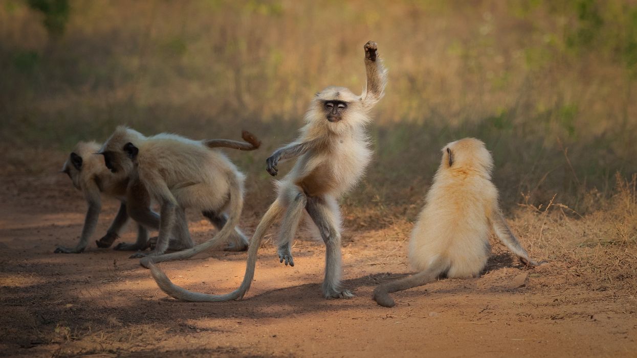 Dancing Away To Glory by Sarosh Lodhi (Sarosh Lodhi/Comedy Wildlife Photography Awards 2021/PA)