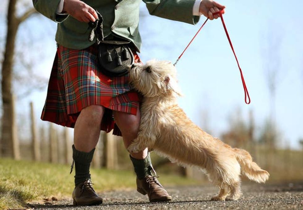 Dandie Dinmont dog