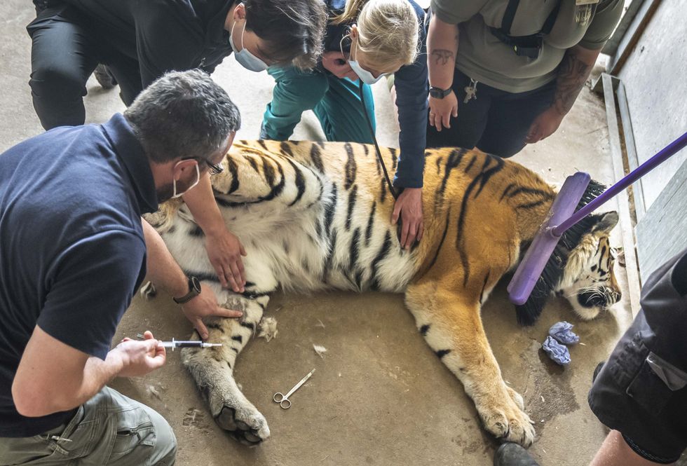 Vets sedate 17-stone tiger for delicate operation to remove ingrown toenail