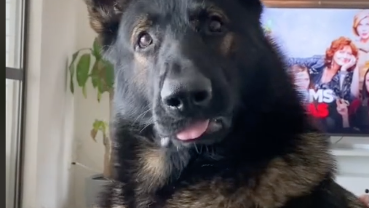 <p>Dante, the ex sniffer dog, still knows the word “cocaine”</p>