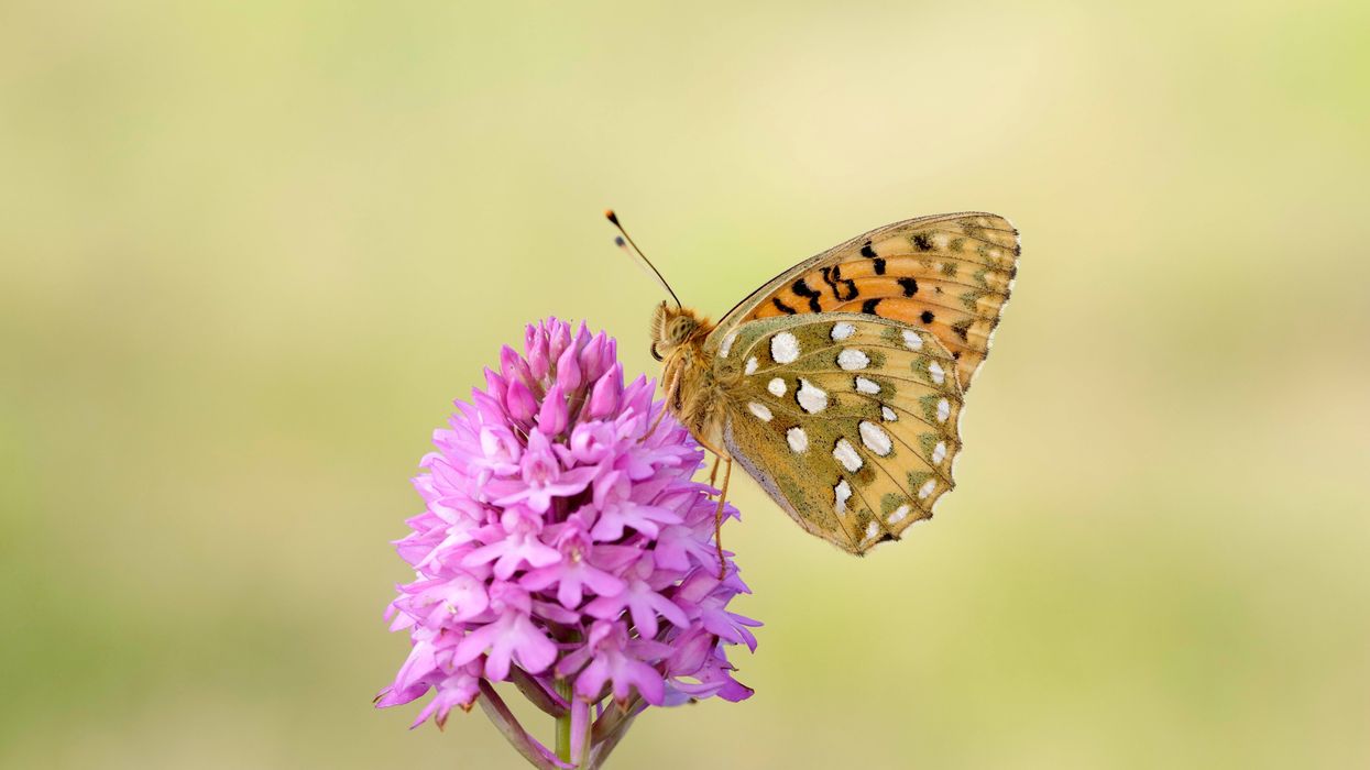 Dark Green Fritillary butterfly on flower