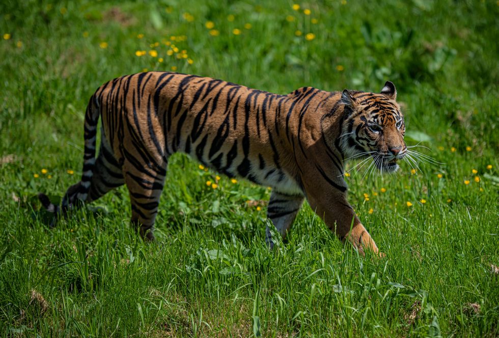 Chester Zoo welcomes endangered Sumatran tiger Dash with hope for cubs