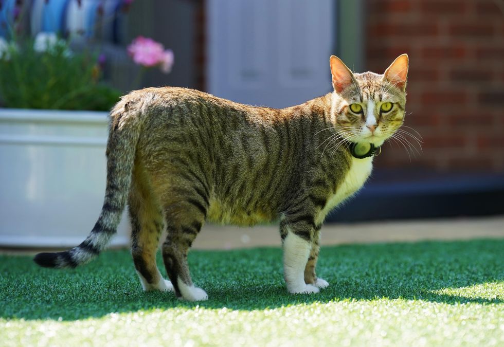 England mascot Dave the cat supporting Lionesses from his new home