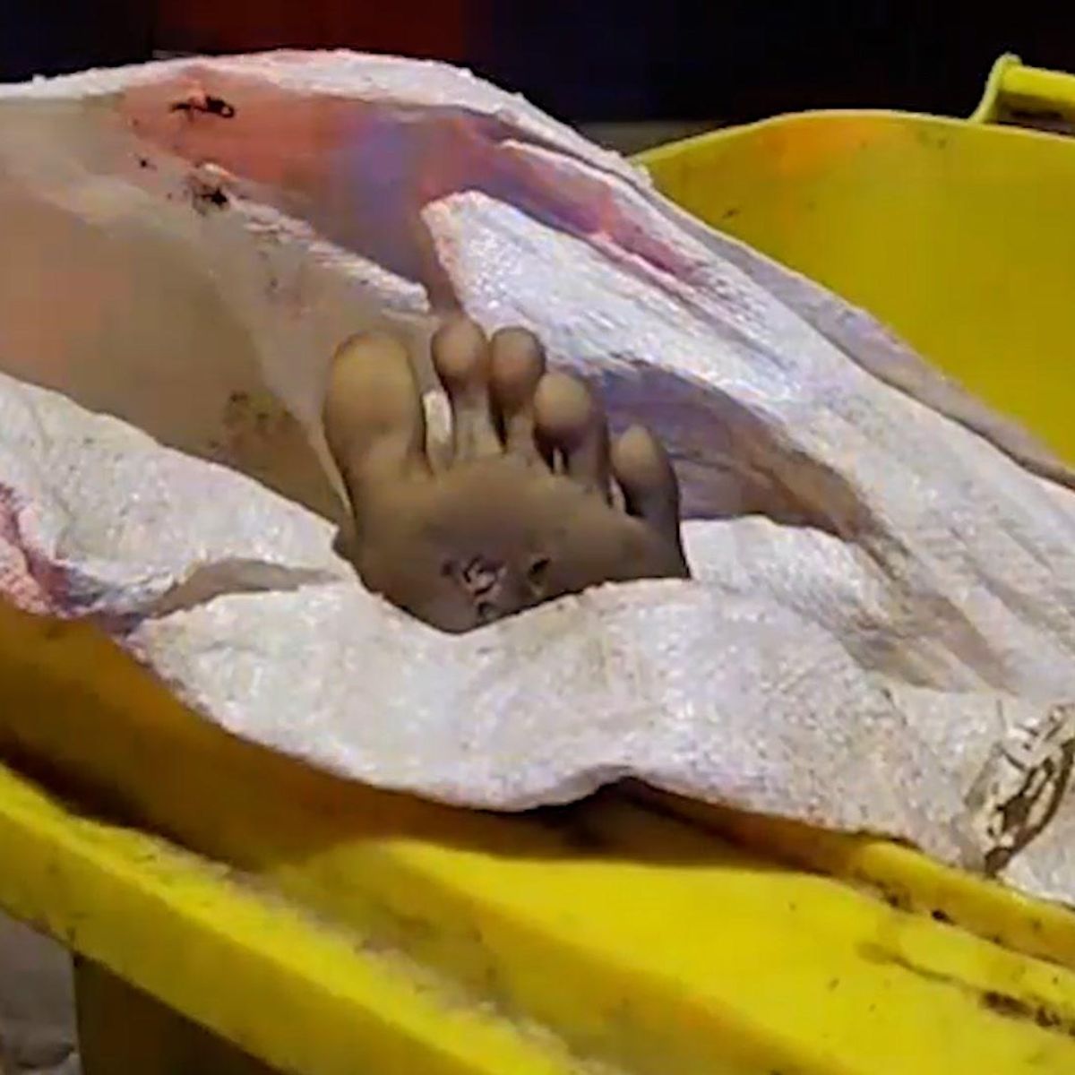 Dead body' found in a bin turns out to be a life-sized sex doll | indy100 Dead body' found in a bin turns out to be a life-sized sex doll | indy100