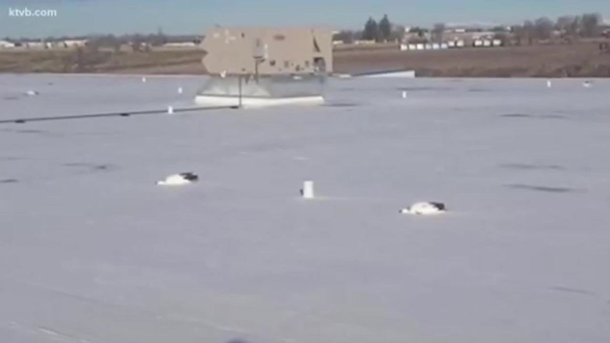 Thousands of dead geese shown stuck in frozen lake in chilling footage