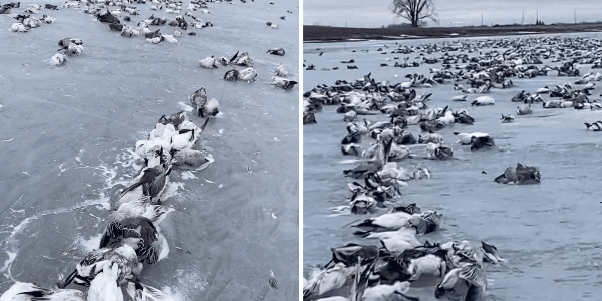 Geese Falling Footage shows thousands of dead geese stuck in frozen South Dakota lake ...