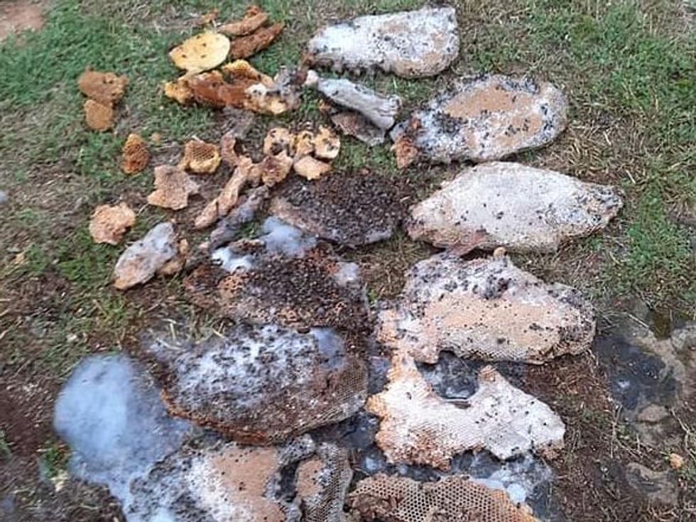 Deadly honeybee hive discovered on property in Texas
