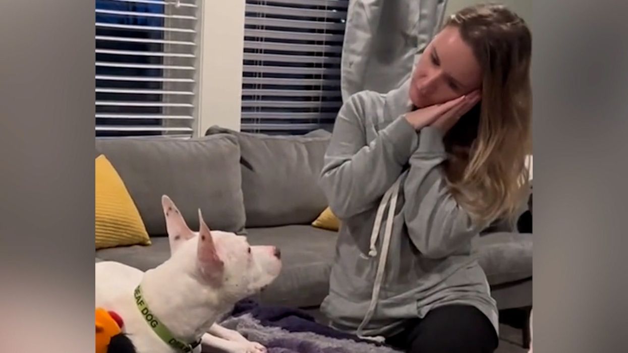 Family successfully teaches deaf dog commands in sign language