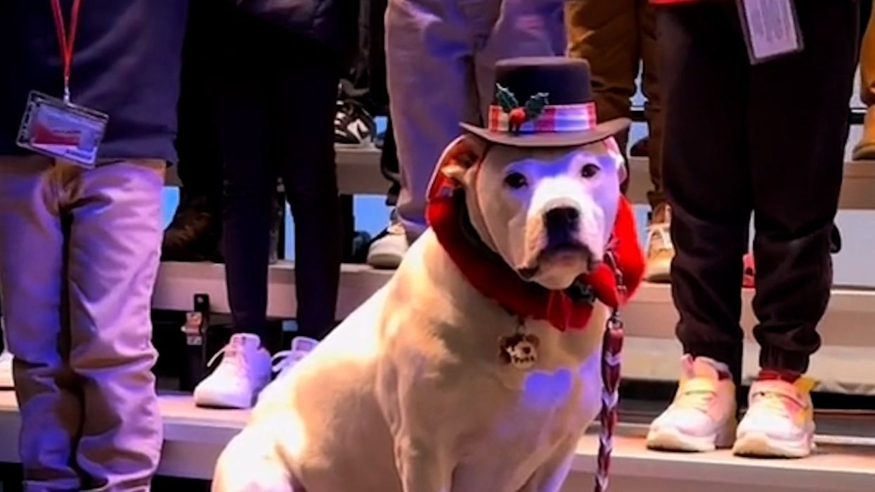 Deaf therapy dog becomes star of school Christmas concert - and hates it