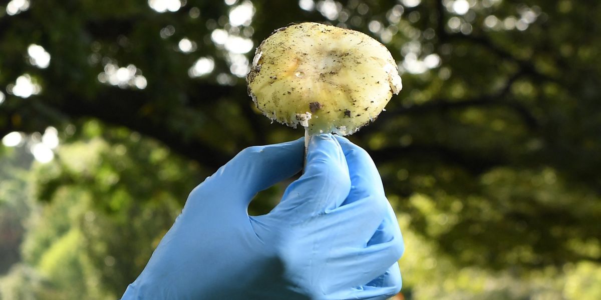 What is a death cap mushroom? How Erin Patterson carried out savage ...