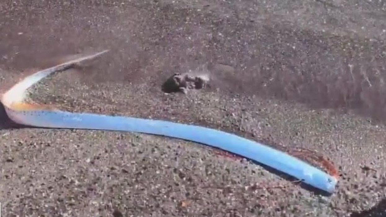 What is the 'Doomsday fish' and why do people think fish signal the end of the world?
